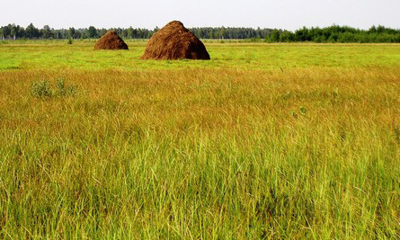 wodniczka-siedlisko