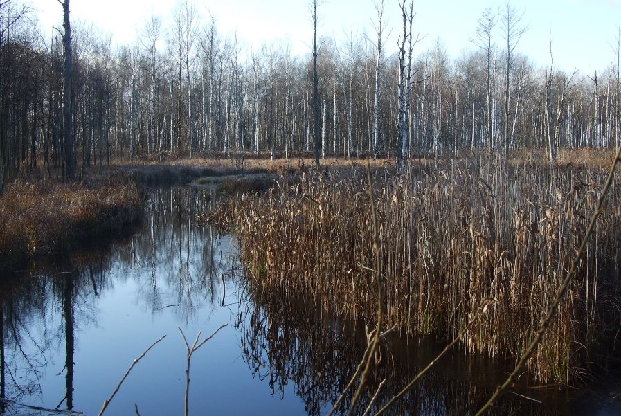 2 Bagna Nietlickie -fot.M.Szymkiewicz