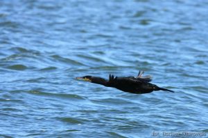 Kormoran