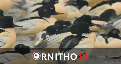 ornitho3