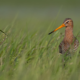 Rycyk stojący w wysokiej trawie lub turzycy, patrzący w lewą stronę. W lewym górnym roku logo 30 lat OTOP i BirdLife Partner