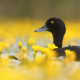 Samiec czernicy pływa wśród żółtych kwiatów