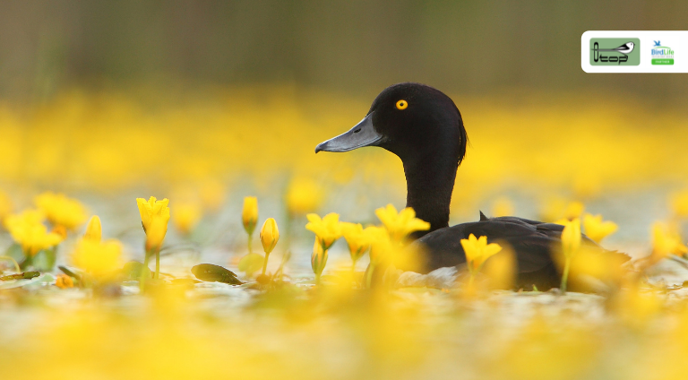 Samiec czernicy pływa wśród żółtych kwiatów