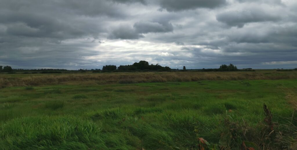 wilgotna łąka w Holeszowie o zmierzchu