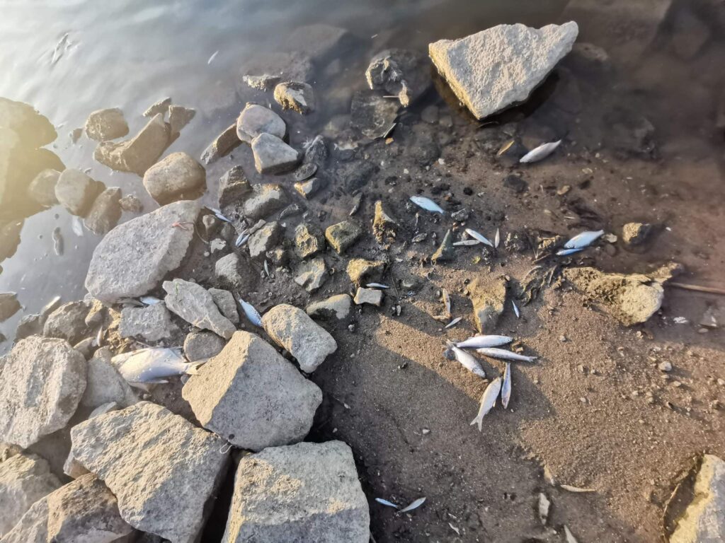 Martwe ryby leżące na brzegu rzeki, na piasku, wśród kamieni
