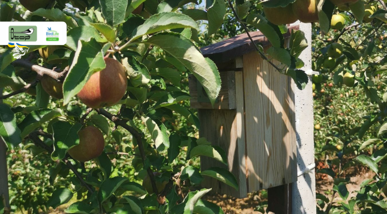 Budka lęgowa zawieszona na paliku między jabłoniami w sadzie. Zbliżenie na budkę i fragment jabłoni z dojrzewającymi jabłkami
