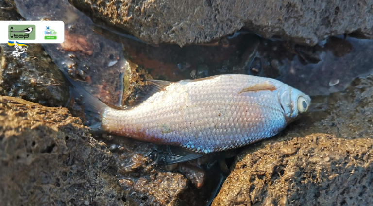 Martwa ryba leżąca na kamieniach