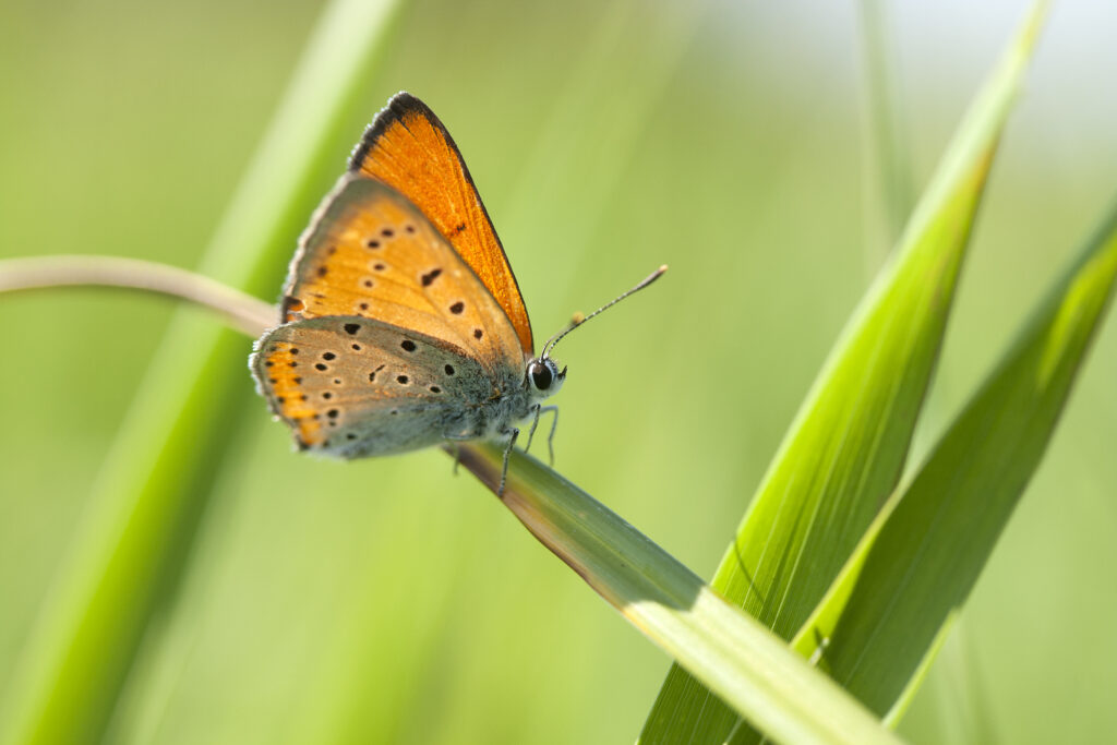 Motyl z pomarańczowymi skrzydłami - czerwończyk nieparek siedzi na liściu trawy 