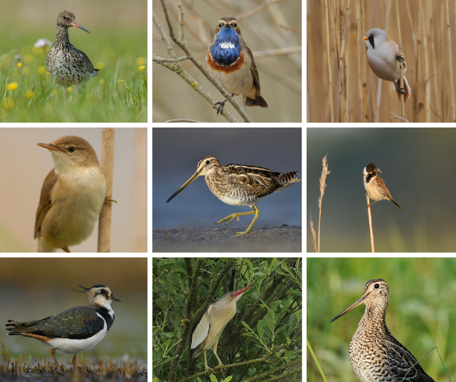 Kolaż z 9 zdjęć ptaków związanych z mokradłami: krwawodziób, podróżniczek, wąsatka, trzcinniczek, kszyk, potrzos, czajka, bączek, dubelt.