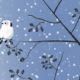Grafika - 2 raniuszki siedzące na gałązkach olszy i patrzące w lewo. tło jest niebieskie i pada śnieg.