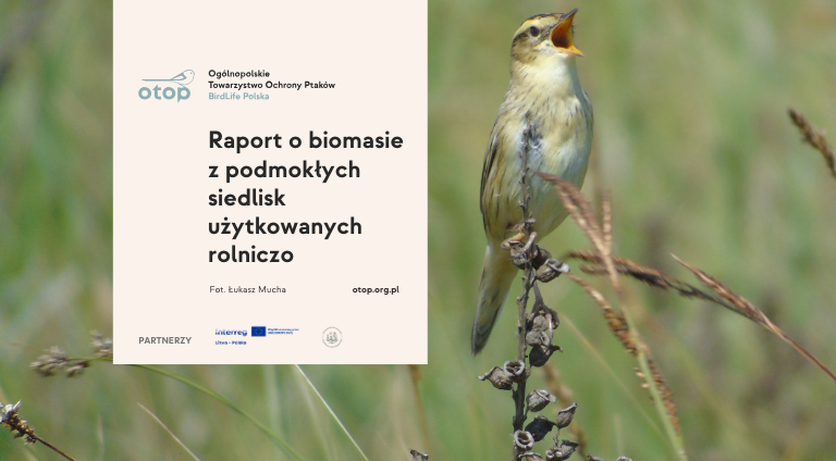 Na obrazku znajduje się zdjęcie wodniczki Acrocephalus paludicola - gatunku ptaka zagrożonego zyginięciem i zależnego całowicie od mokradeł; treść wpisu informuje o raporcie na temat biomasy z użytkowanych rolniczo mokradeł.