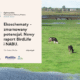 Raport aport BirdLife Europe i NABU „The Untapped Potential of Eco-schemes”