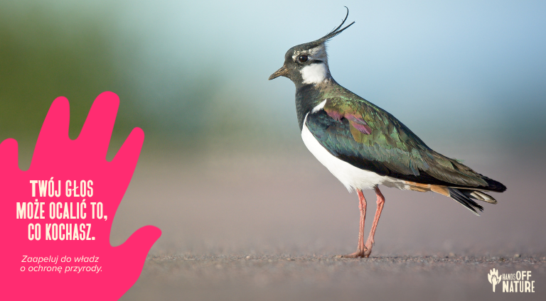 Zdjęcie czajki z logo Hands Off Nature i napisem: "Twój głos może ocalić to, co kochasz. Zaapeluj do władz o ochronę przyrody".