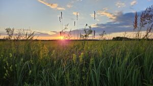 Łąka, nad którą zachodzi słońce.