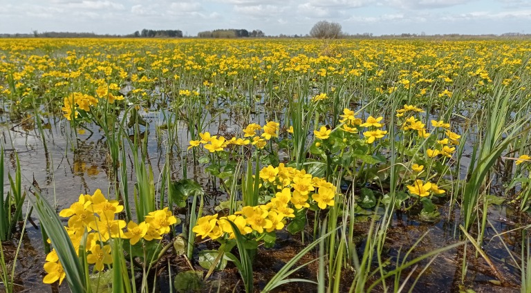 Krajobraz rozlewiska z żółtymi kwiatami knieci błotnej wyrastającymi z wody. W oddali widoczne drzewa.