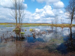 Rozlewisko z kępami drzew i żółtymi kwiatami knieci błotnej.