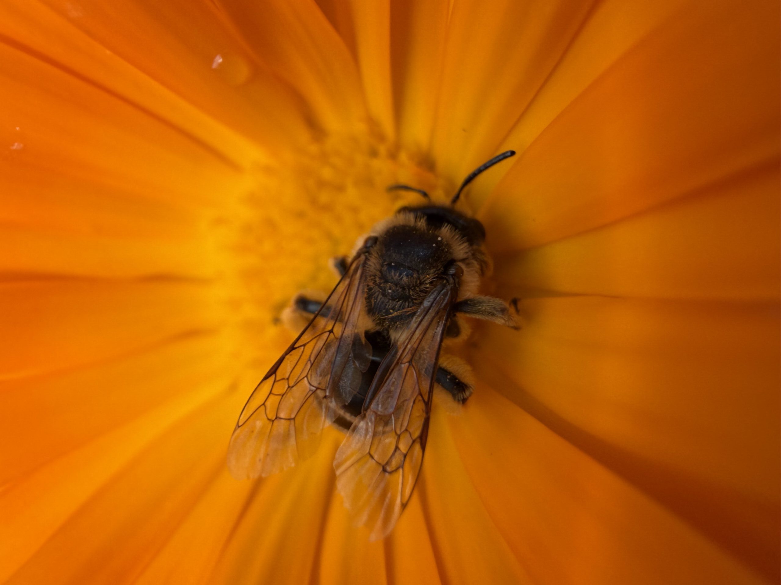 Nature Restoration Regulation Zapylacze